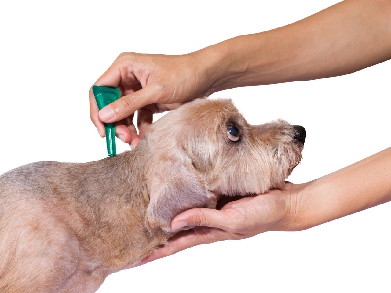 Jak bezpiecznie usunąć kleszcza u psa?