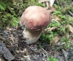 Taaaakie grzybobranie w Świetokrzyskiem. Królują borowiki szlachetne i ceglastopore