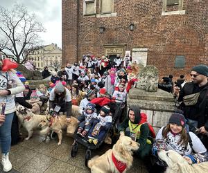 WOŚP 2024 w Krakowie. Grupa Golden Retriever opanowała cały Rynek Główny!