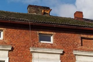 Pies utknął na dachu. Do zejścia strażacy przekonali go kiełbasą