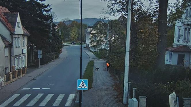 Agresywne psy zaatakowały w Bogatyni