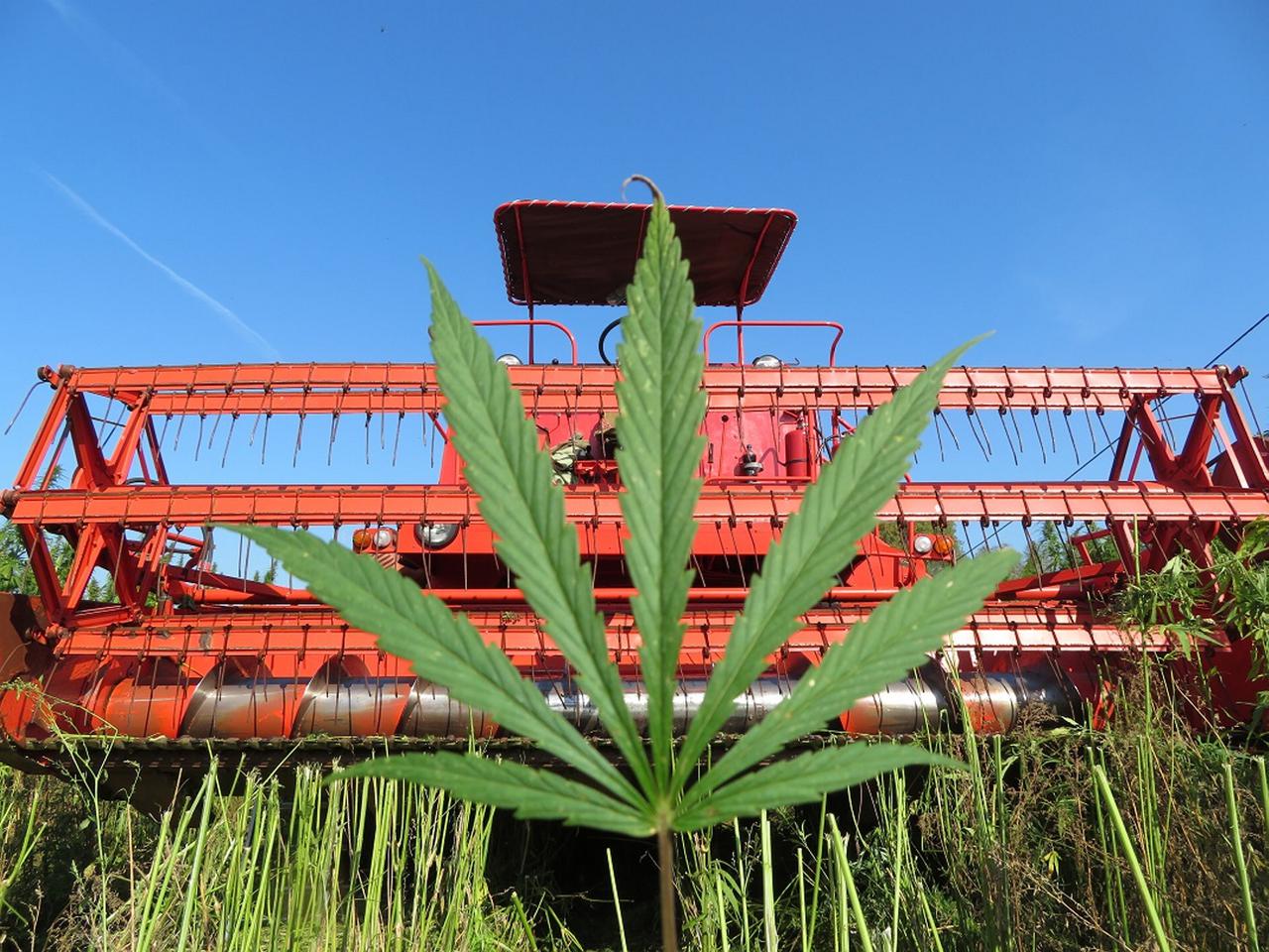 Konopie wchodzą na giełdę. Ekspancja Kombinatu Konopnego 