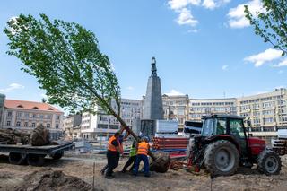 Plac Wolności się zazielenia. Rozpoczęły się już pierwsze nasadzenia