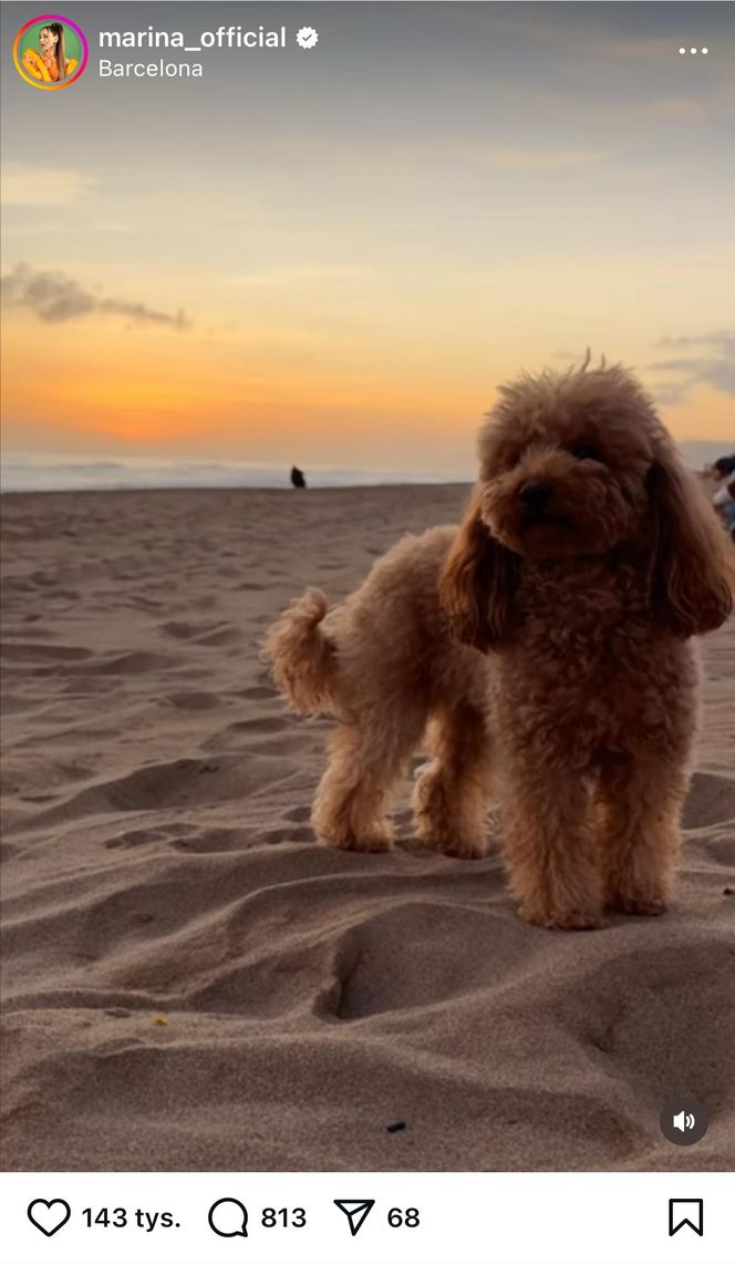 Te psy skradły serca gwiazd! Niektóre wyglądają jak z bajk