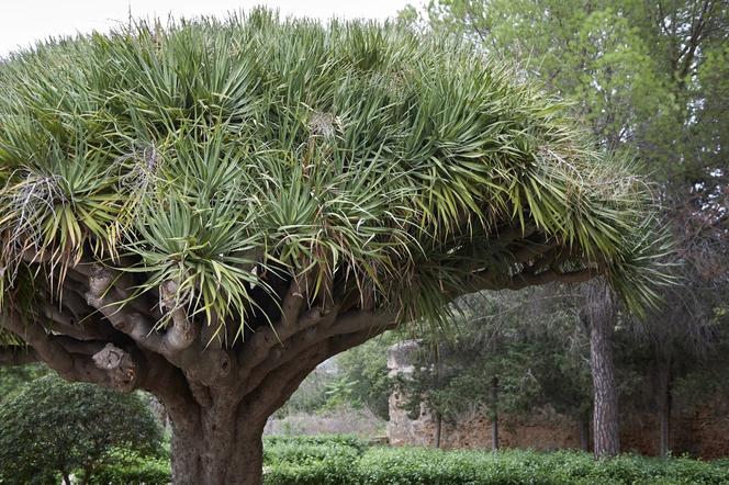 Dracena smocza