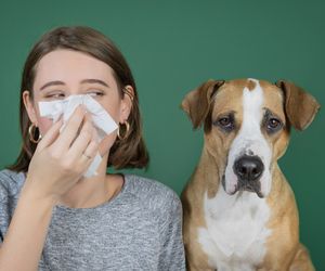 Jakie zwierzę jest najlepsze dla alergika? Bezpieczne zwierzę dla osób z alergią