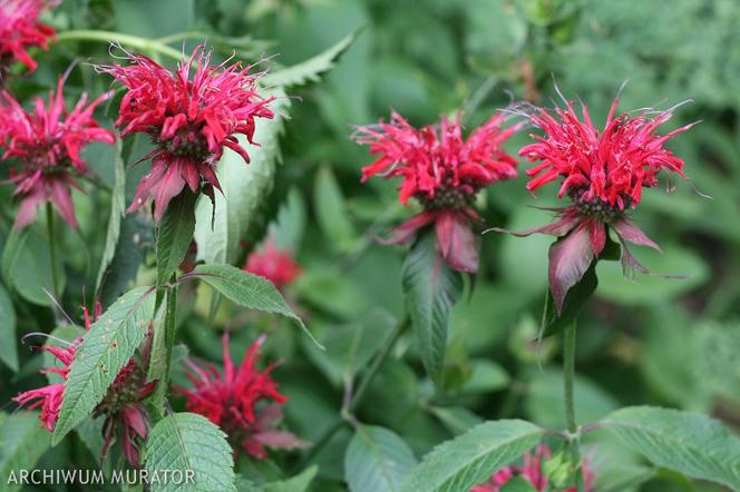 Pysznogłówka ogrodowa - Monarda hybrida
