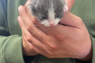 Ktoś wyrzucił kotki w foliowej reklamówce do rzeki. Wstrząsające zdarzenie w Iwoniczu-Zdroju