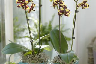 Phalaenopsis 'Yellow Cowspots' 