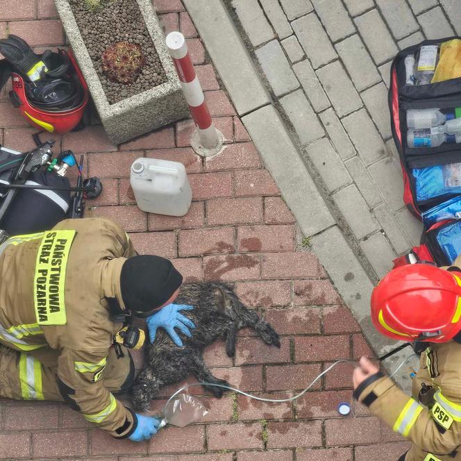 Bohaterscy strażacy weszli w ogień, żeby ratować kota. Mieszkańcy mieli łzy w oczach