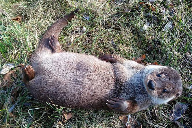 Park Dzikich Zwierząt Kadzidłowo przechodzi metamorfozę. Co nowego? [ZDJĘCIA]