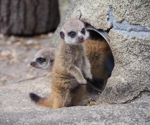 Surykatki w warszawskim ZOO oszalały ze szczęścia! To trzeba zobaczyć!