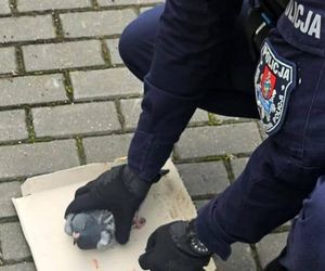 Policjanci o gołębich sercach