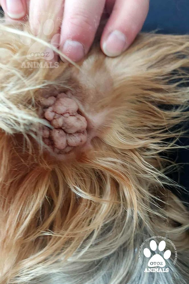 Nie żyje właścicielka pseudo hodowli w Bydgoszczy! 85 psów żyło w strasznych warunkach