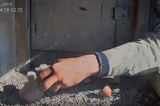 Ptasia rodzina znów razem! Bobasy Wrotki i Czarta powróciły do gniazda! [WIDEO]