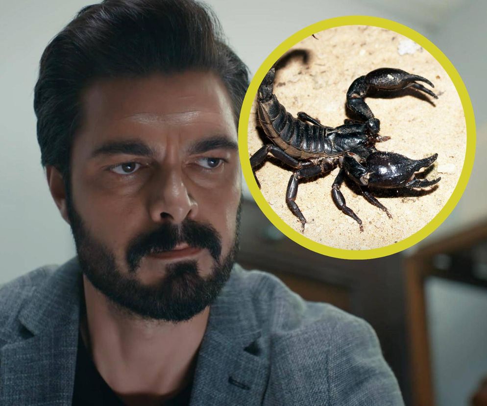 Yaman / skorpion