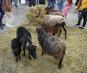 ZOOPARK w Lublinie. „Postawiliśmy na polski las. Chcemy promować nasze zwierzątka”