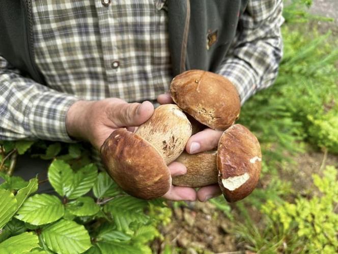 Bieszczady zasypane grzybami