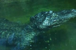 Zmarł aligator, który pamiętał II wojnę światową