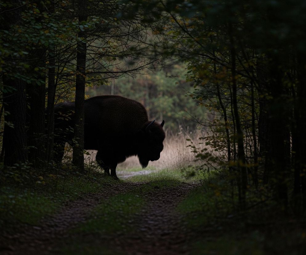 W centrum obrazu, na leśnej ścieżce, stoi duży żubr zwrócony pyskiem w prawo, jego ciemna sylwetka jest wyraźnie widoczna na tle jaśniejszego tła. Ciemne drzewa z liśćmi w odcieniach zieleni i brązu otaczają ścieżkę po obu stronach, tworząc naturalne obramowanie, skupiające wzrok na zwierzęciu. Ścieżka pokryta jest trawą i opadłymi liśćmi, a w głębi, za żubrem, widać jaśniejszy obszar, prawdopodobnie polanę lub dalszą część lasu.