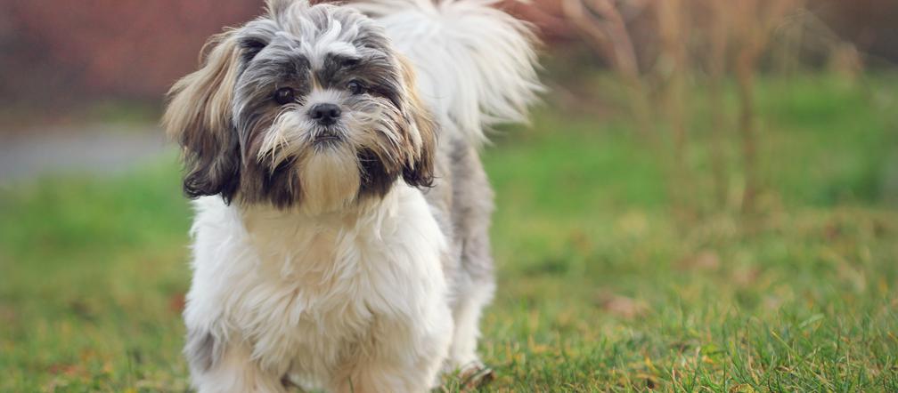 Shih Tzu