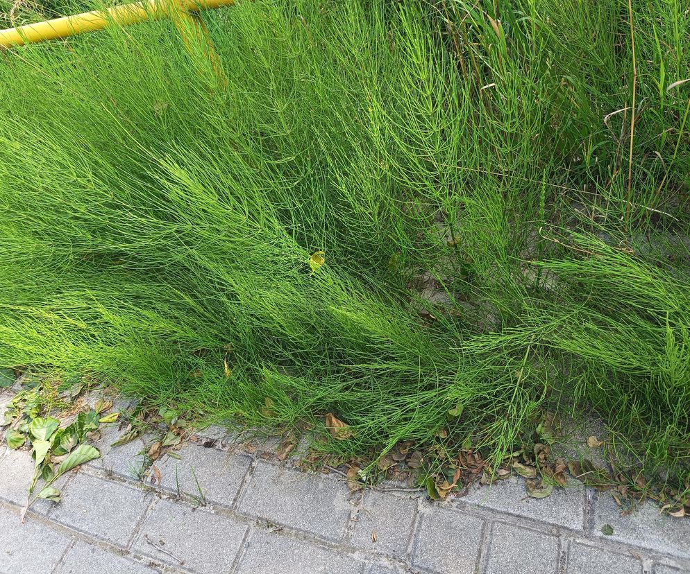 Jak wykorzystać skrzyp polny? Zbierz go teraz, póki rośnie gdzie popadnie