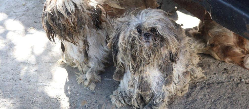Horror na Śląsku. Policja odebrała 23 zaniedbane psy właścicielom. Były brudne, wycieńczone i zagłodzone