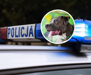 Amstaff miał zaatakować, gdy dziewczynka zeszła z łóżka. Koszmarny finał 