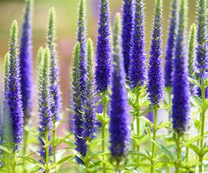 Przetaczni kłosowy 'Ronica Blue'