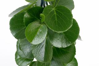Cissus cukrowy - Cissus rotundifolia