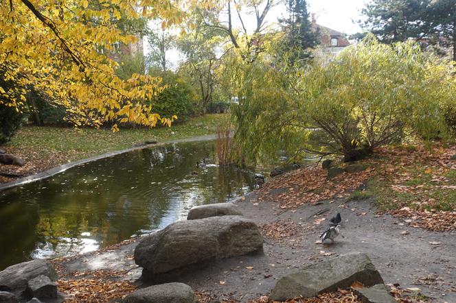 Park Wilsona jesienią