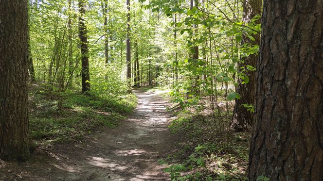 Arboretum w Kopnej Górze. Puszcza w pigułce