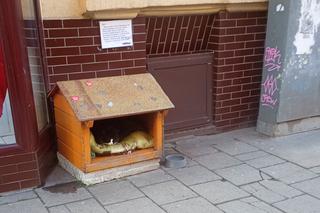 Kot Gacek ze Szczecina