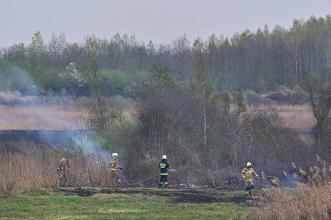 Pożar traw w krakowskiej dzielnicy Dębniki