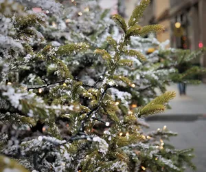Ceny choinek w Toruniu. Gdzie kupić świąteczne drzewko? Będziesz w szoku, jakie okazje przygotowali leśnicy