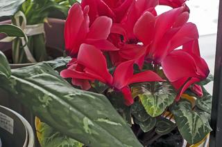 Kwiaty doniczkowe kwitnące na czerwono: cyklamen
