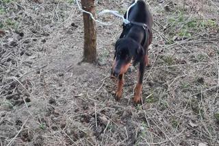 Gorzów Wielkopolski. Zwyrodnialec przywiązał psa drutem do drzewa. Szuka go całe miasto [ZDJĘCIA].