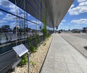 Zazieleniony teren parkingu i pasażu przed terminalami Katowice Airport