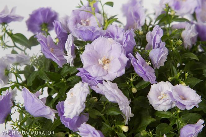 Dzwonek haylodgenensis ‘Blue Wonder’ = Dzwonek ‘Blue Wonder’ - Campanula x haylodgenensis ‘Blue Wonder’ = Campanula ‘Blue Wonder’