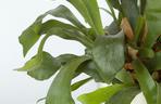 Platycerium