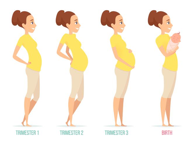 Brzuch w poszczególnych trymestrach ciąży