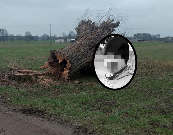 Horror na Mazowszu, potężna wierzba runęła na braci! Jeden stracił zęby, drugi życie