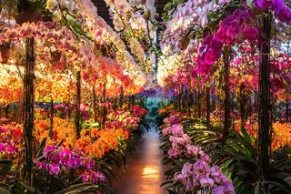 W ten weekend poznański stadion wypełni się rzeźbami z żywych kwiatów. O jakim wydarzeniu mowa?