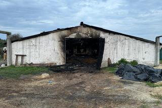 Potężny pożar kurnika w pow. radzyńskim Padło kilka tysięcy zwierząt. Zobacz