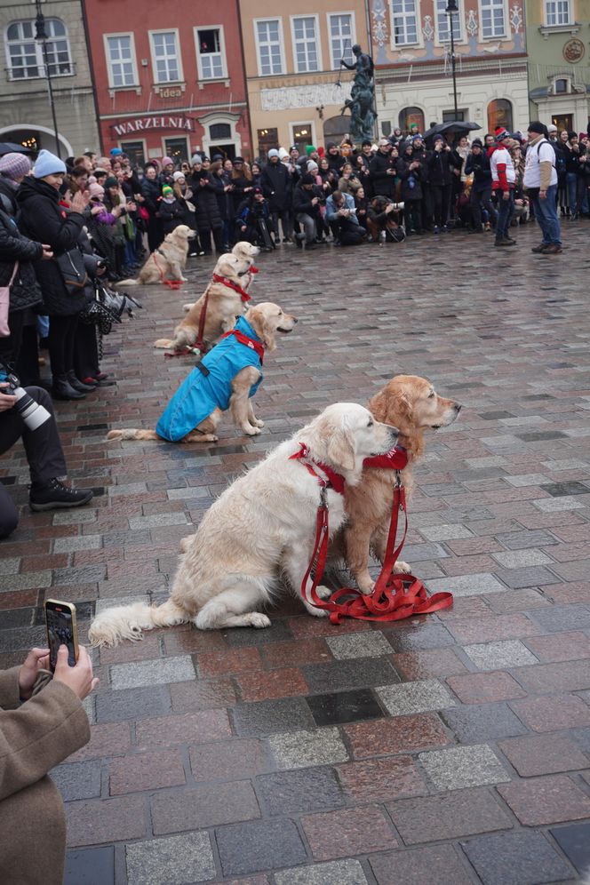 Golden Retriever WOŚP w Poznaniu