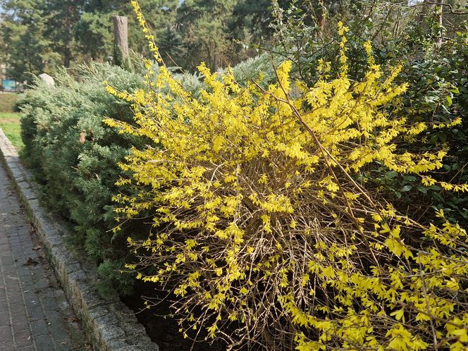 Historia wśród drzew! Tak żyje się na osiedlu Leśnym w Bydgoszczy