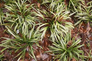 Turzyca Morrowa - Carex morrowii