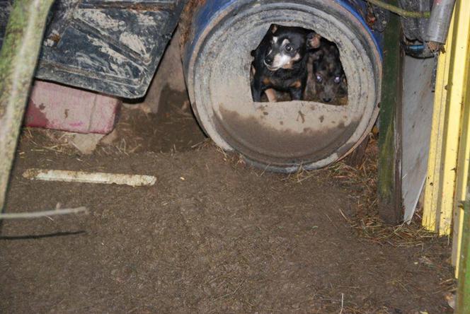 Interwencja inspektorów TOZ w Jabłowie