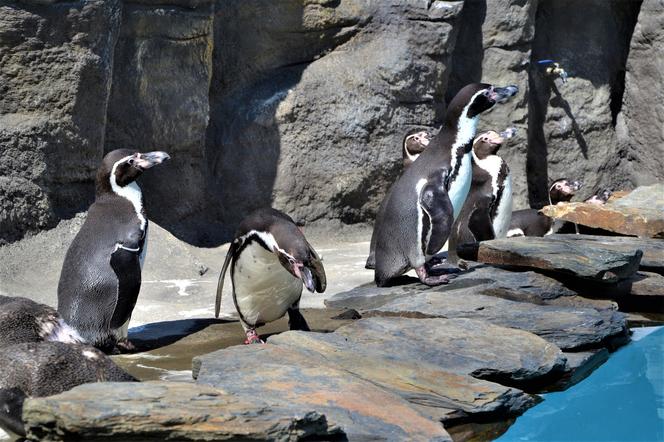 Chętni na spotkanie z pingwinami? Znów czekają na odwiedzających w śląskim zoo