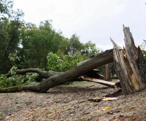 Park wilanowski zamknięty po burzy w Warszawie